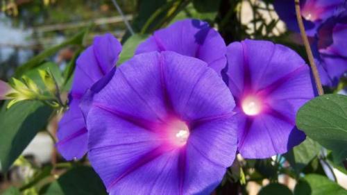 Быстрорастущие вьющиеся растения для забора и сада  . Обзор многолетних и однолетних растений. Фото + инструкция с описанием