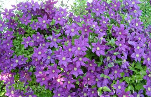 Быстрорастущие вьющиеся растения для забора и сада  . Обзор многолетних и однолетних растений. Фото + инструкция с описанием 12