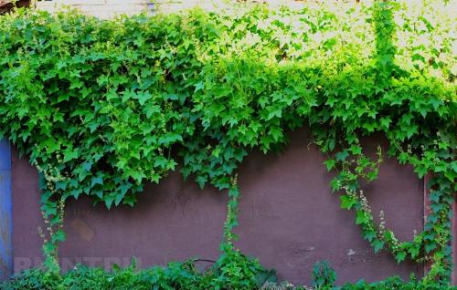 Быстрорастущие вьющиеся растения для забора и сада  . Обзор многолетних и однолетних растений. Фото + инструкция с описанием 11