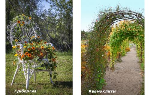 Лучшие декоративные лианы для дизайна сада: однолетние, многолетние, красивоцветущие и экзотические