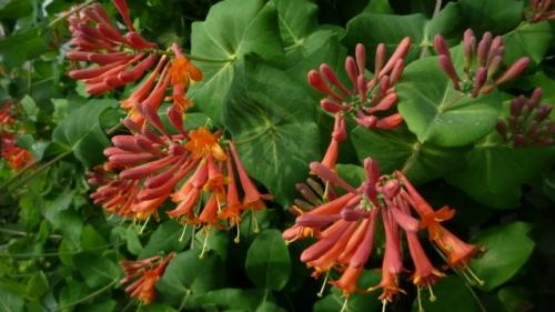 Лианы домашние и садовые многолетние. Многолетние декоративные лианы для сада