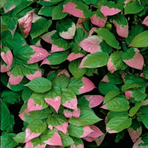 Вьющиеся растения для вашего сада. Общие рекомендации желающим украсить забор, строения, участок. 02 Вьющиеся растения для вашего сада. Общие рекомендации желающим украсить забор, строения, участок. 02