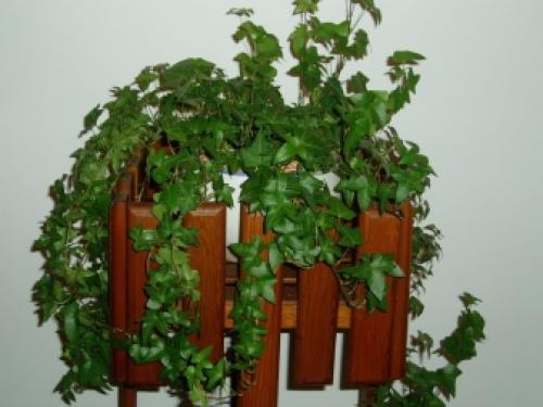 Вьющиеся растения для вашего сада. Общие рекомендации желающим украсить забор, строения, участок. 04 Вьющиеся растения для вашего сада. Общие рекомендации желающим украсить забор, строения, участок. 04