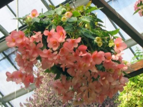 Вьющиеся растения для вашего сада. Общие рекомендации желающим украсить забор, строения, участок. 05 Вьющиеся растения для вашего сада. Общие рекомендации желающим украсить забор, строения, участок. 05