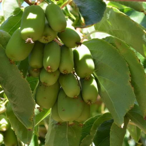 Вьющиеся растения для вашего сада. Общие рекомендации желающим украсить забор, строения, участок. 01 Вьющиеся растения для вашего сада. Общие рекомендации желающим украсить забор, строения, участок. 01