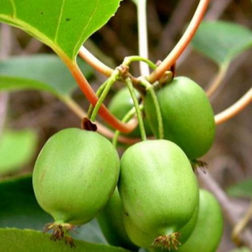 Вьющиеся растения для вашего сада. Общие рекомендации желающим украсить забор, строения, участок. 03 Вьющиеся растения для вашего сада. Общие рекомендации желающим украсить забор, строения, участок. 03