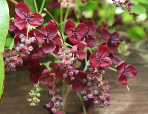 Разновидности лиан для сада. Типы лиан и особенности ухода