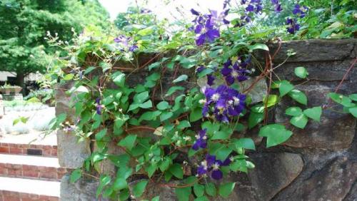 Разновидности лиан для сада. Типы лиан и особенности ухода