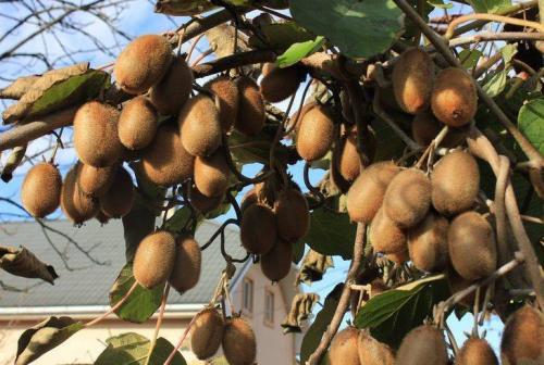 Морозостойкие лианы для сада. Морозоустойчивые