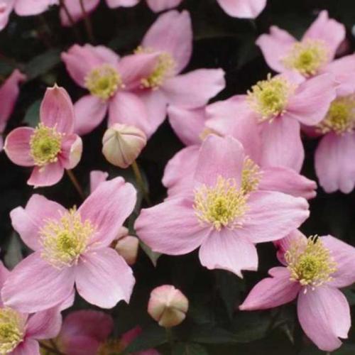 Разновидности лиан для сада. Типы лиан и особенности ухода