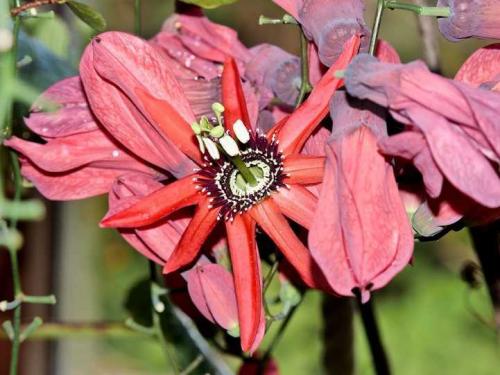 Разновидности лиан для сада. Типы лиан и особенности ухода