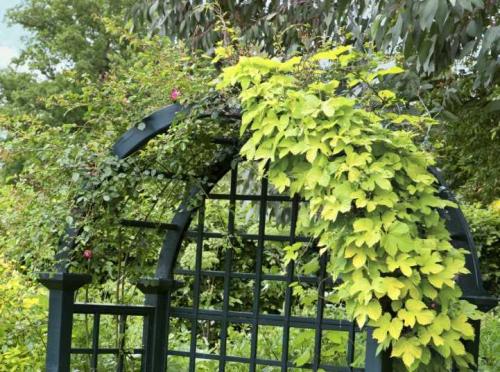 Разновидности лиан для сада. Типы лиан и особенности ухода