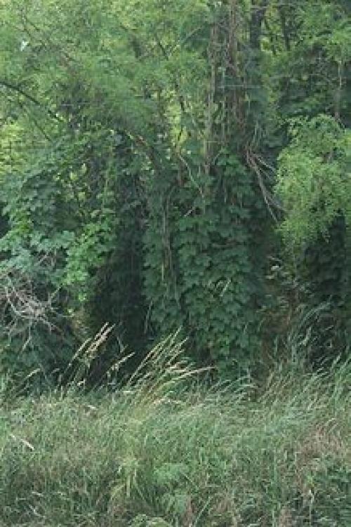 Разновидности лиан для сада. Типы лиан и особенности ухода 09