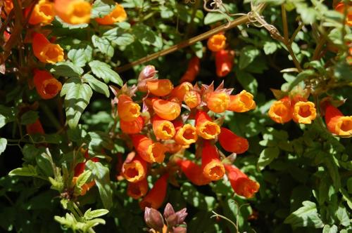 Быстрорастущие вьющиеся однолетники. Вьющиеся однолетники. Живая изгородь быстро!