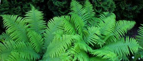 Тенелюбивые растения для вертикального озеленения. Тенелюбивые растения для сада и огорода