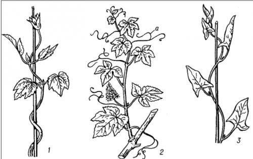 Лианы декоративные. Декоративные лианы для сада