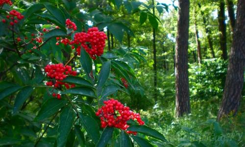 Тенелюбивые растения для вертикального озеленения. Тенелюбивые растения для сада и огорода