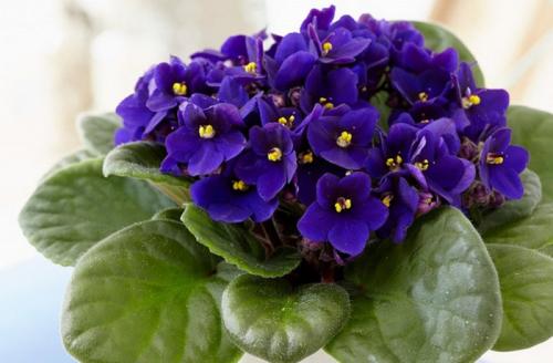 Тенелюбивые вьющиеся растения для дома. Теневыносливые и тенелюбивые комнатные растения: 25 видов с описанием и фото