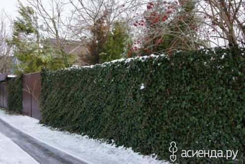 Тенелюбивые и морозостойкие лианы для сада. Теневыносливые лианы
