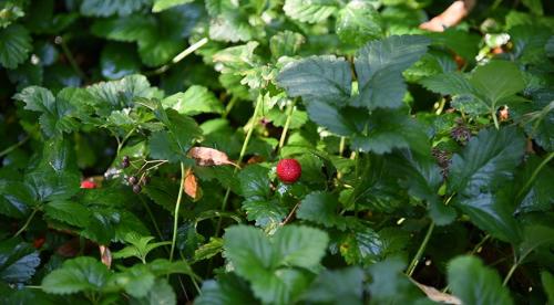 5 красивых лиан для тенистого сада. Что посадить в тенистом месте в верхнем, среднем и нижнем ярусе 06 5 красивых лиан для тенистого сада. Что посадить в тенистом месте в верхнем, среднем и нижнем ярусе 06