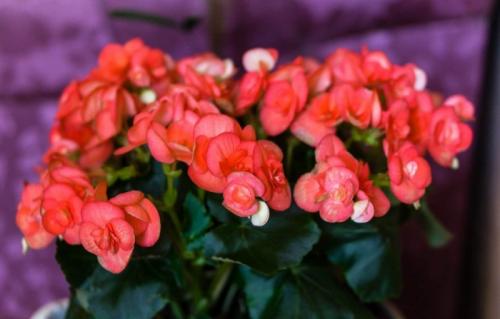 Тенелюбивые вьющиеся растения для дома. Теневыносливые и тенелюбивые комнатные растения: 25 видов с описанием и фото