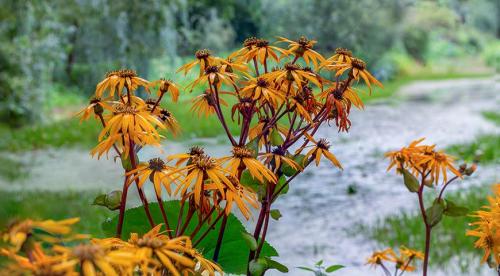 5 красивых лиан для тенистого сада. Что посадить в тенистом месте в верхнем, среднем и нижнем ярусе 02 5 красивых лиан для тенистого сада. Что посадить в тенистом месте в верхнем, среднем и нижнем ярусе 02