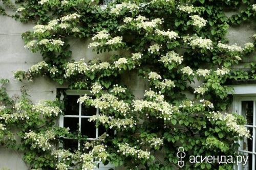 Тенелюбивые и морозостойкие лианы для сада. Теневыносливые лианы