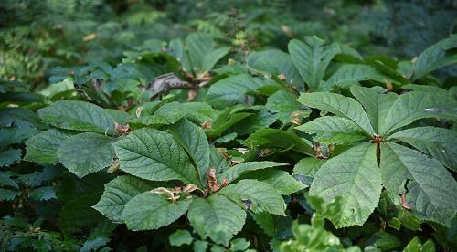 5 красивых лиан для тенистого сада. Что посадить в тенистом месте в верхнем, среднем и нижнем ярусе 03 5 красивых лиан для тенистого сада. Что посадить в тенистом месте в верхнем, среднем и нижнем ярусе 03