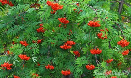 Тенелюбивые растения для вертикального озеленения. Тенелюбивые растения для сада и огорода