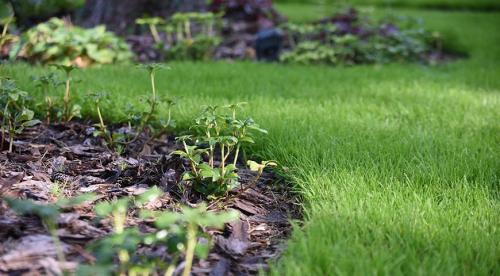 5 красивых лиан для тенистого сада. Что посадить в тенистом месте в верхнем, среднем и нижнем ярусе 05 5 красивых лиан для тенистого сада. Что посадить в тенистом месте в верхнем, среднем и нижнем ярусе 05