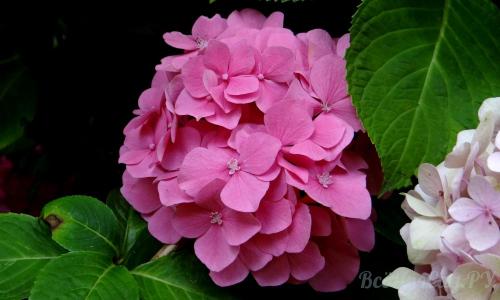 Тенелюбивые растения для вертикального озеленения. Тенелюбивые растения для сада и огорода