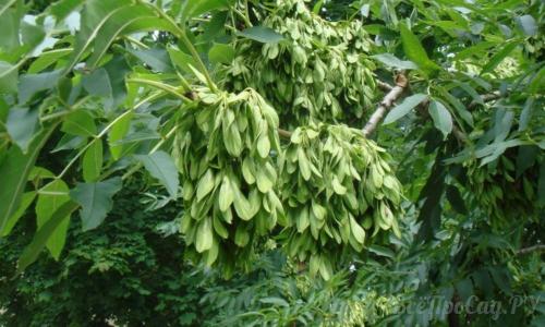 Тенелюбивые растения для вертикального озеленения. Тенелюбивые растения для сада и огорода