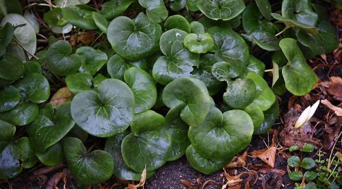 5 красивых лиан для тенистого сада. Что посадить в тенистом месте в верхнем, среднем и нижнем ярусе 07 5 красивых лиан для тенистого сада. Что посадить в тенистом месте в верхнем, среднем и нижнем ярусе 07