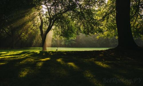 Тенелюбивые растения для вертикального озеленения. Тенелюбивые растения для сада и огорода