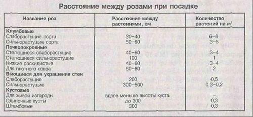 Можно ли плетистую розу выращивать, как кустовую. Высадка саженцев