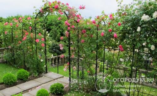 Арка для роз из пластиковых труб. Материалы для возведения арок и способы изготовления