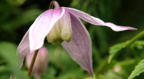 Красивоцветущие лианы. Топ лучших многолетних лиан для оформления садового участка