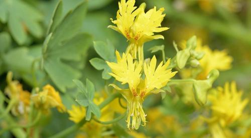 Декоративные лианы для дачи и сада. Однолетние лианы, которые выращивают прямым посевом в грунт 02 Декоративные лианы для дачи и сада. Однолетние лианы, которые выращивают прямым посевом в грунт 02