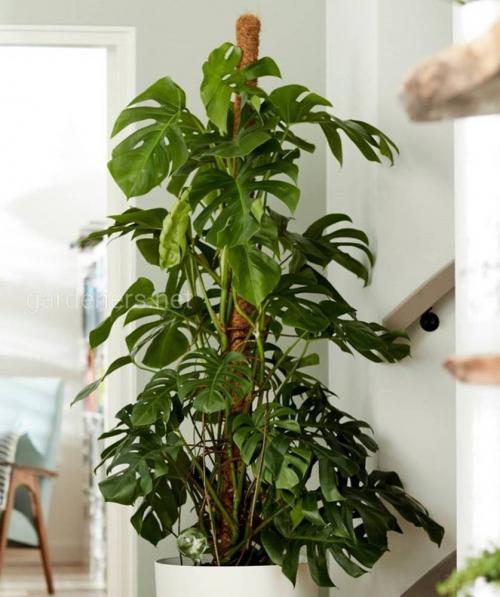 Декоративные лианы для дома. Декоративно-лиственные растения с вьющимися листьями