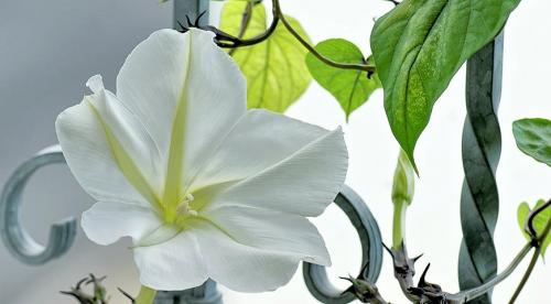 Декоративные лианы для дачи и сада. Однолетние лианы, которые выращивают прямым посевом в грунт 03 Декоративные лианы для дачи и сада. Однолетние лианы, которые выращивают прямым посевом в грунт 03