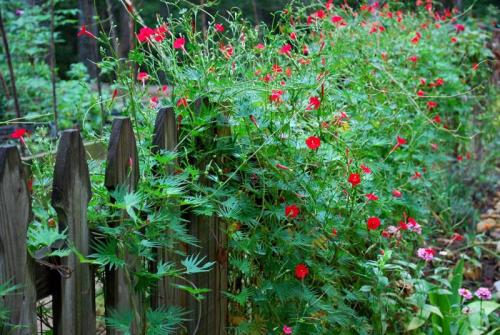 Неприхотливые вьющиеся растения для дачи. Быстрорастущие вьющиеся растения для дачи с фото и названием, а также рекомендации по уходу