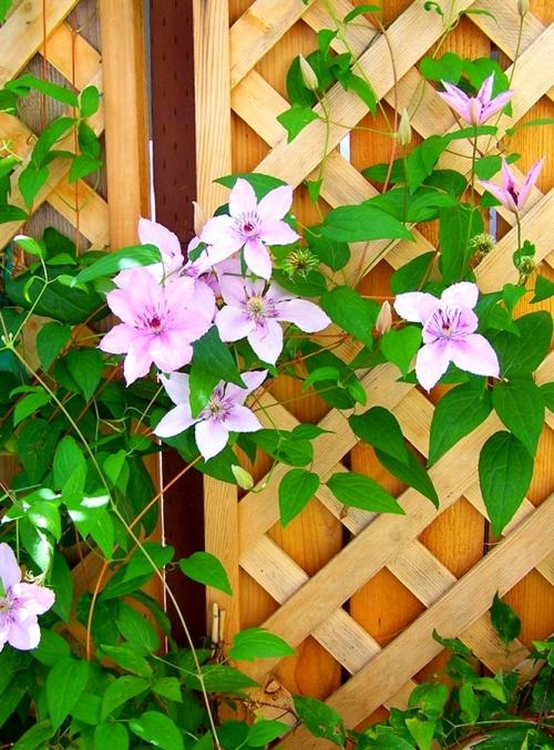 Садовые лианы. Декоративные лианы для сада