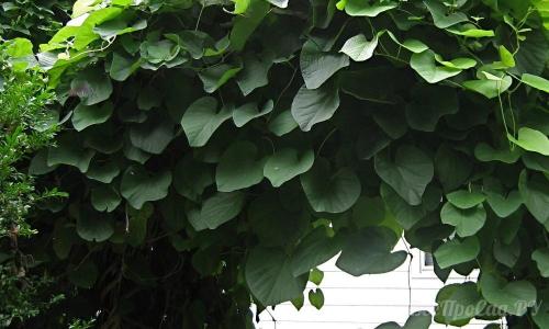 Многолетние вьющиеся растения для забора. Вьющиеся растения для забора