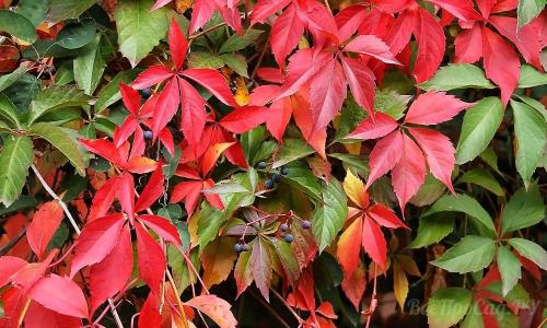 Многолетние вьющиеся растения для забора. Вьющиеся растения для забора