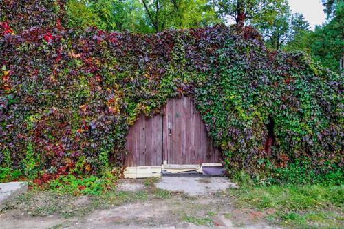 Быстрорастущие вечнозеленые вьющиеся растения для забора. Быстрорастущие многолетние растения