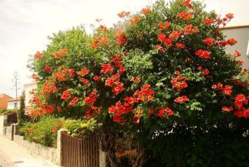 Морозостойкие лианы для сада. Морозоустойчивые