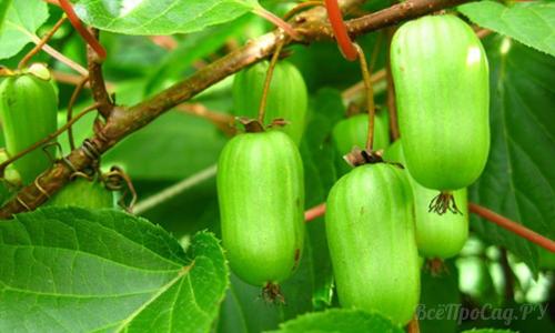 Многолетние вьющиеся растения для забора. Вьющиеся растения для забора