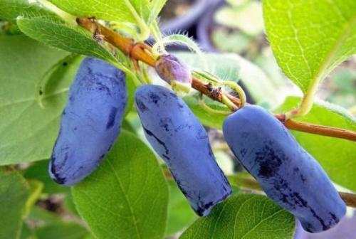 Морозостойкие лианы для сада. Морозоустойчивые