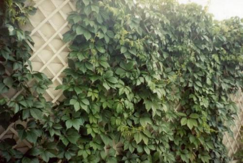 Морозостойкие лианы для сада. Морозоустойчивые