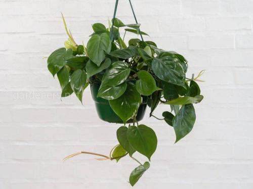 Декоративные лианы для дома. Декоративно-лиственные растения с вьющимися листьями